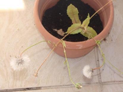 91)Urospermum picroides 1.