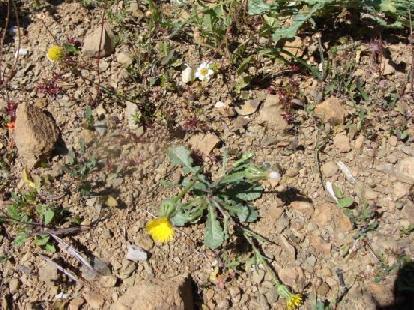(3.93)Urospermum picroides Ζίρος Απρίλιος