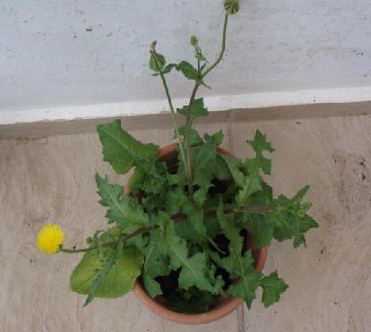 94)Urospermum picroides ΔΙΑΤΡΟΦΙΚΕΣ