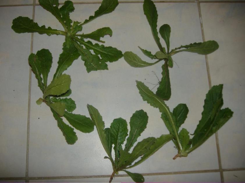 (3.96)Urospermum picroidesζίρος