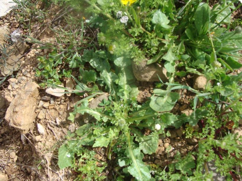 97)Urospermum picroides στο