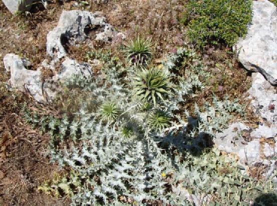 3.3.2.16. Onopordum sp. (ΚΟΥΦΩΤΟΙ) Στην Κρήτη σύμφωνα με τον Turland και του συνεργάτες του(4) εμφανίζονται τέσσερα είδη του γένους(o. Bracteatum, O. Illyricum ssp cardunculus,o. Majoris, O.