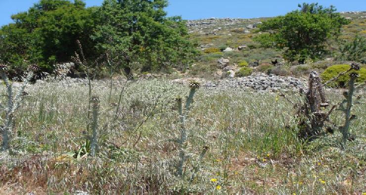 Οι κουφωτοί θεωρούνται νοστιμότεροι από τους ασκολύμπρους αλλά η συλλογή και το καθάρισμα