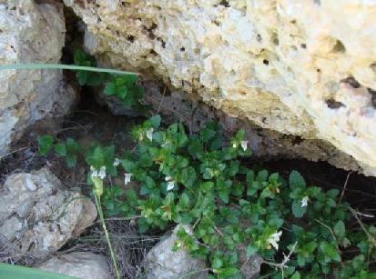ΕΞΑΠΛΩΣΗ (3.13) Η εξάπλωση του είδους Onopordum sp.στις περιοχές έρευνας της παρούσας μελέτης. Οι κόκκινες κουκίδες σημειώνουν τις περιοχές όπου εντοπίστηκαν φυτά του είδους στην παρούσα μελέτη. 3.3.2.