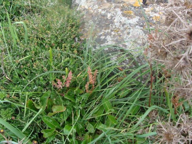 3.3.2.18. Rumex tuberosus ssp.creticus (Λαπαθάκι) ΠΙΝΑΚΑΣ(3.36)Βοτανικοί χαρακτήρες και οικότοπος του είδους Rumex tuberosus ssp.
