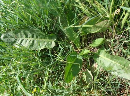 (3.111)Rumex tuberosus ssp.