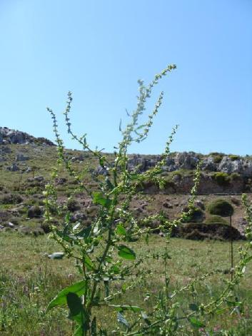 112)Rumex sp. Ζίρος Απρίλιος 29 (3.