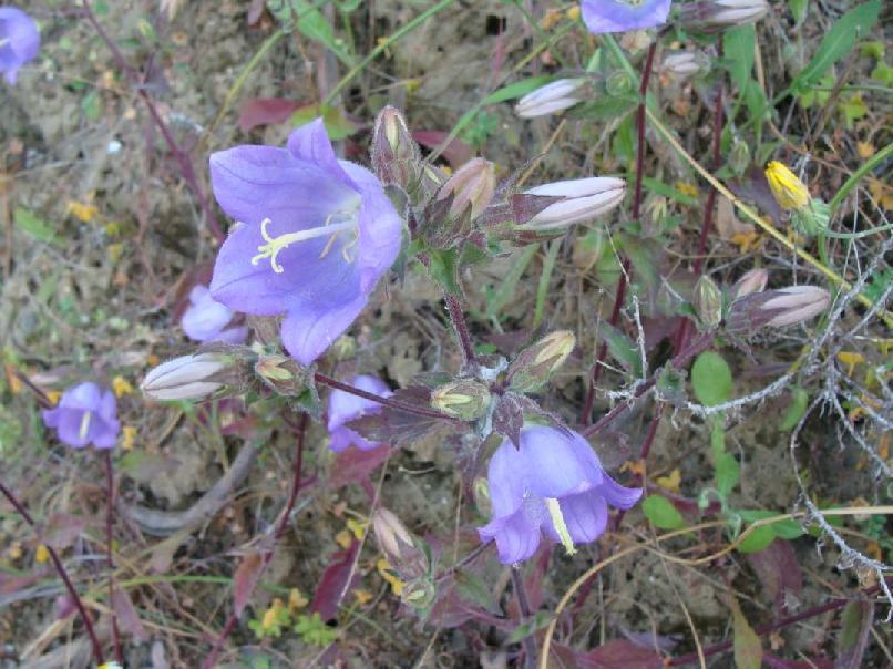 3.3.2.19. Campanula pelviformis (ΛΟΥΤΕΣ) ΠΙΝΑΚΑΣ(3.