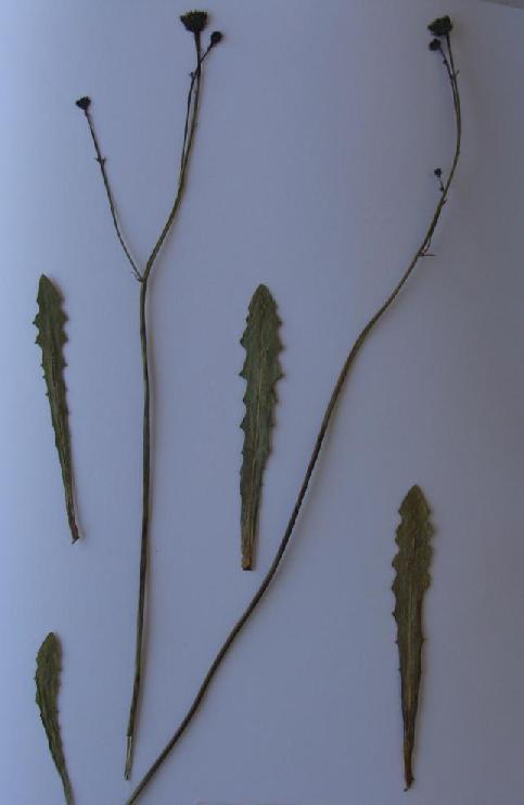 (3.119)Hypochoeris radicata σε