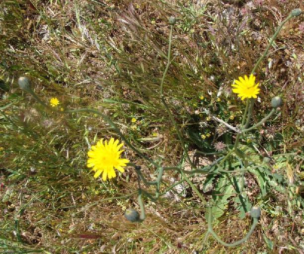 121) Hypochoeris radicata