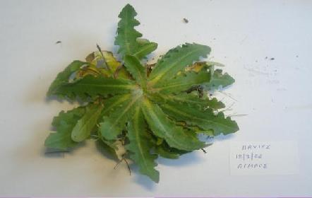122)Hypochoeris radicata στο βλαστικό στάδιο που λαχανεύεται Αγριλός Μάρτιος 26