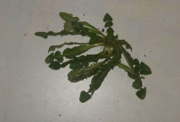 (3.127)Centaurea raphanina ssp.