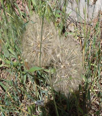 ΕΞΑΠΛΩΣΗ (3.133) Η εξάπλωση του είδους Anagallis arvensis κατά Turland et.al.(1993)(μαύρες κουκίδες ).
