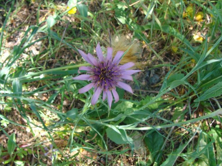 (3.139)Tragopogon sincuatus σε άνθιση
