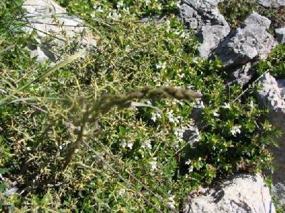 ΕΞΑΠΛΩΣΗ (3.141) Η εξάπλωση του είδους Tragopogon sincuatus κατά Turland et.al.(1993)(μαύρες κουκίδες ).