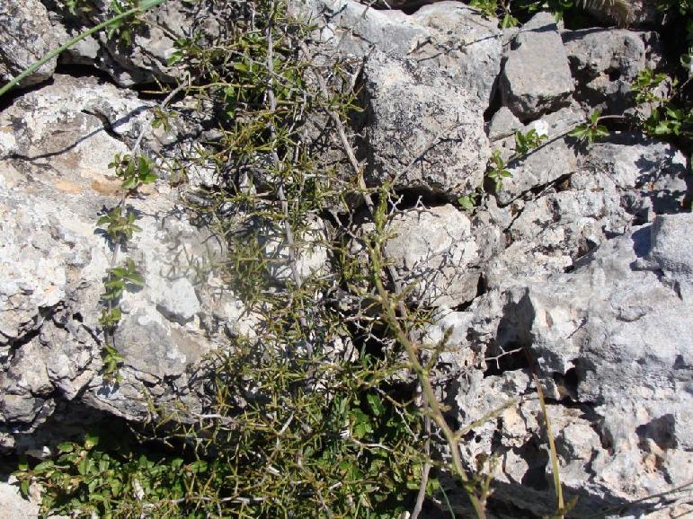 (3.143)Asparagus apfyllus ssp orientalis Ζίρος Απρίλιος 29 ΔΙΑΤΡΟΦΙΚΕΣ ΠΛΗΡΟΦΟΡΙΕΣ Οι