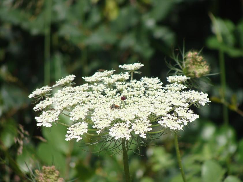 3.3.2.25. Daucus carota ssp major (ΣΤΑΦΥΛΙΝΑΚΑΣ) ΠΙΝΑΚΑΣ(3.