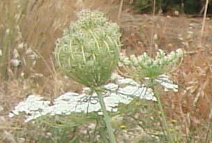(3.147)Daucus carota ssp major