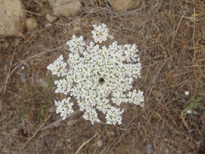 149)Daucus carota ssp major σε