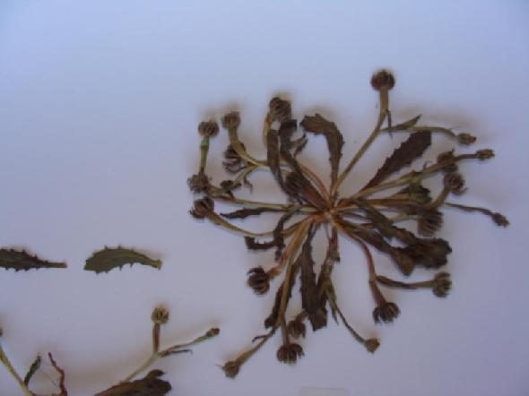 3.3.2.26. Hedypnois rhagadioloides =H. Cretica (ΣΤΡΟΥΜΠΟΥΛΙ) ΠΙΝΑΚΑΣ(3.