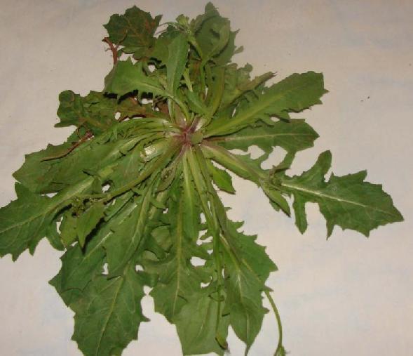(3.159)Rhagdiolus stellatus σε βλαστικό στάδιο που λαχανεύεται Απρίλιος 29 ΕΞΑΠΛΩΣΗ (3.16) Η εξάπλωση του είδους Rhagdiolus stellatus sensu lato κατά Turland et.al.(1993) (μαύρες κουκίδες ).