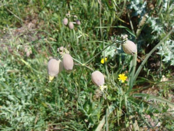 (3.161)Silene vulgaris ssp