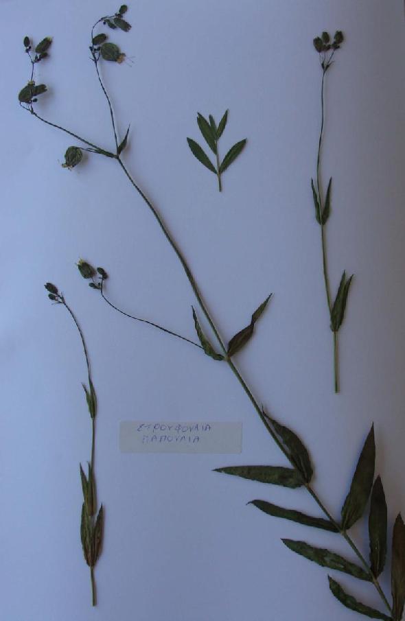 δείγμα (3.