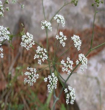 3.3.2.2. Scaligeria napiformis =S. Cretica ( ΑΓΡΙΟΜΑΙΝΤΑΝΟΣ ) ΠΙΝΑΚΑΣ(3.