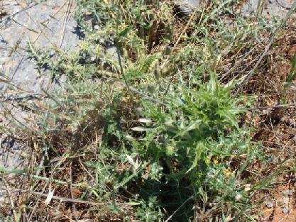 3.3.2.3. Scolymus hispanicus ( ΑΣΚΟΛΥΜΠΡΟΣ ) ΠΙΝΑΚΑΣ(3.