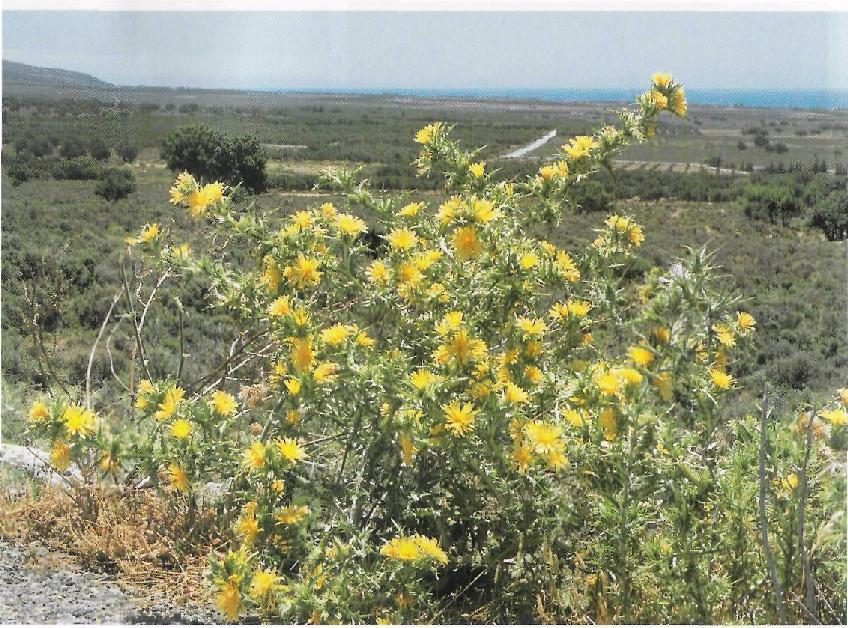 (3.16)Scolymus hispanicus σε άνθηση(fielding et al.25) ΔΙΑΤΡΟΦΙΚΕΣ ΠΛΗΡΟΦΟΡΙΕΣ Καταναλώνονται οι νεαροί βλαστοί και τα φύλλα αφού απομακρυνθούν τα αγκάθια.