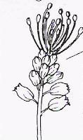 3.3.2.4. Muscari comosum ( ΑΣΚΟΡΔΟΥΛΑΚΟΣ ) ΠΙΝΑΚΑΣ(3.