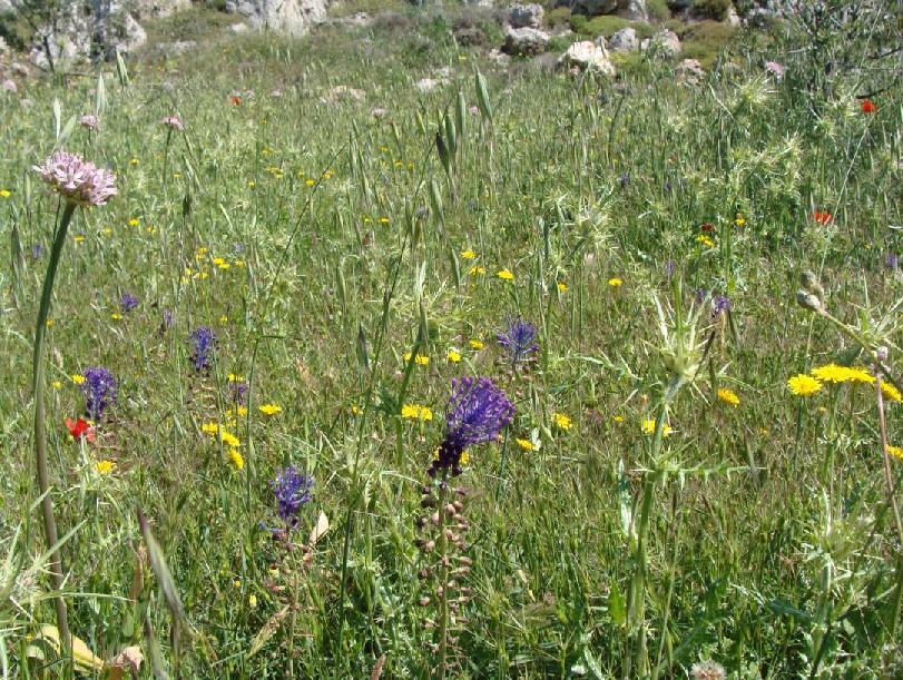 (3.23)Muscari comosum ανθισμένο Ζίρος Απρίλιος 29