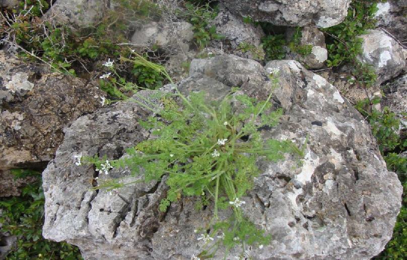 3.3.2.5. Scandix pecten veneris (ΑΧΑΡΤΖΙΚΑΣ ) ΠΙΝΑΚΑΣ(3.