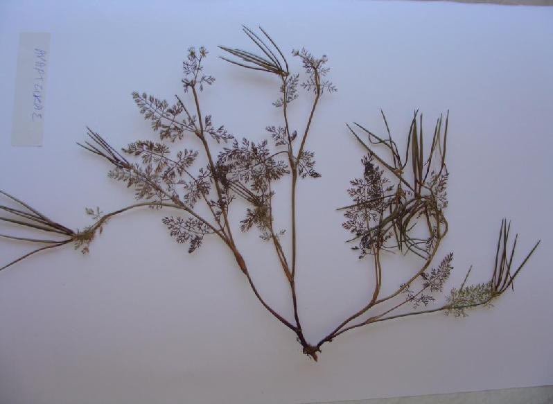 29)Scandix pecten veneris