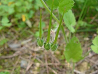 (3.37)Erodium gruinum ανθισμένο (3.38)Erodium gruinum,καρποί (εμφανές το ευμεγέθες Τζιρίτης Μάρτιος 212 ράμφος) Τζιρίτης Μάρτιος 212 ΕΞΑΠΛΩΣΗ (3.