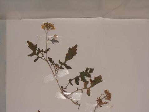 (3.43)Sinapis alba ssp mairei σε άνθηση Τζιρίτης 211 (3.44)Sinapis alba ssp mairei αποξηραμένο δείγμα ΕΞΑΠΛΩΣΗ (3.45) Η εξάπλωση του είδους Sinapis alba sensu lato κατά Turland et.al.(1993)(μαύρες κουκίδες ).
