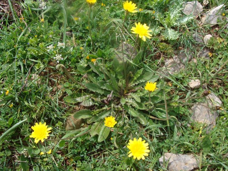 (3.49)Leontodon tuberosus Ζίρος Απρίλιος 29 ΧΗΜΙΚΗ-ΔΙΑΤΡΟΦΙΚΗ ΣΥΣΤΑΣΗ- ΙΔΙΟΤΗΤΕΣ ΠΙΝΑΚΑΣ(3.