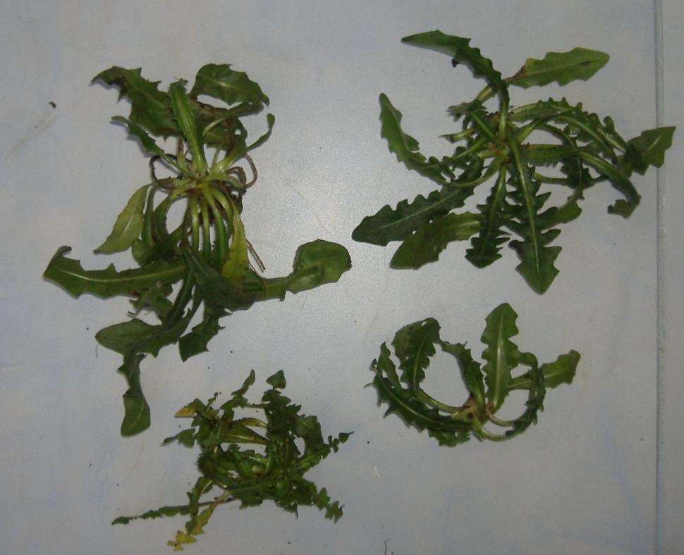 (3.5)Leontodon tuberosus την εποχή που