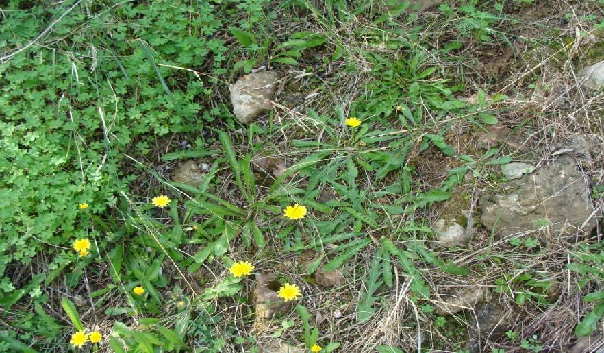 51)Leontodon tuberosus οι βροχοπτώσεις και οι