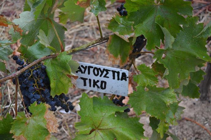 Κληματίδα Ελλειψοειδής (2), ομαλής περιφέρειας (1), καστανού χρώματος (2) χωρίς φακίδια (1), με απουσία όρθιων τριχιδίων στους κόμβους και στα μεσογονάτια (1).