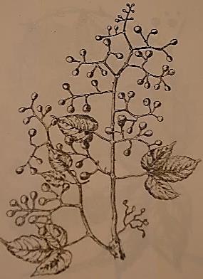 Landukia landuk Parthenocissus
