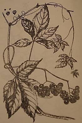 cordata capensis Cissus vitiginea
