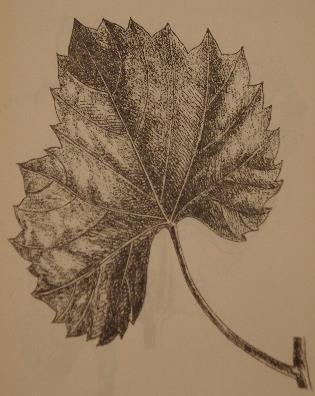 Tetrastigma Robinsonii cissoides