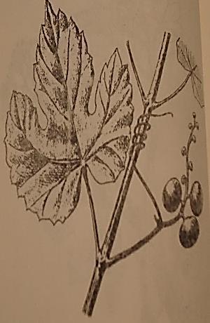 Ampelopsis Mich.