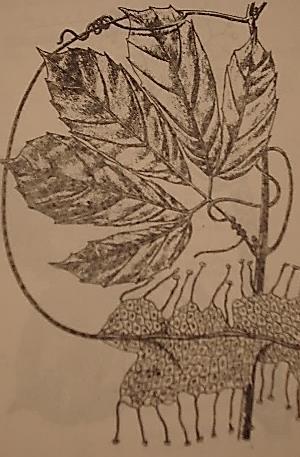 Ampelocissus Pl. Clematocissus Pl.