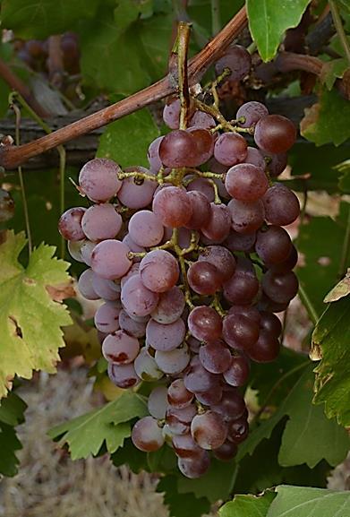 Εικόνα 112.