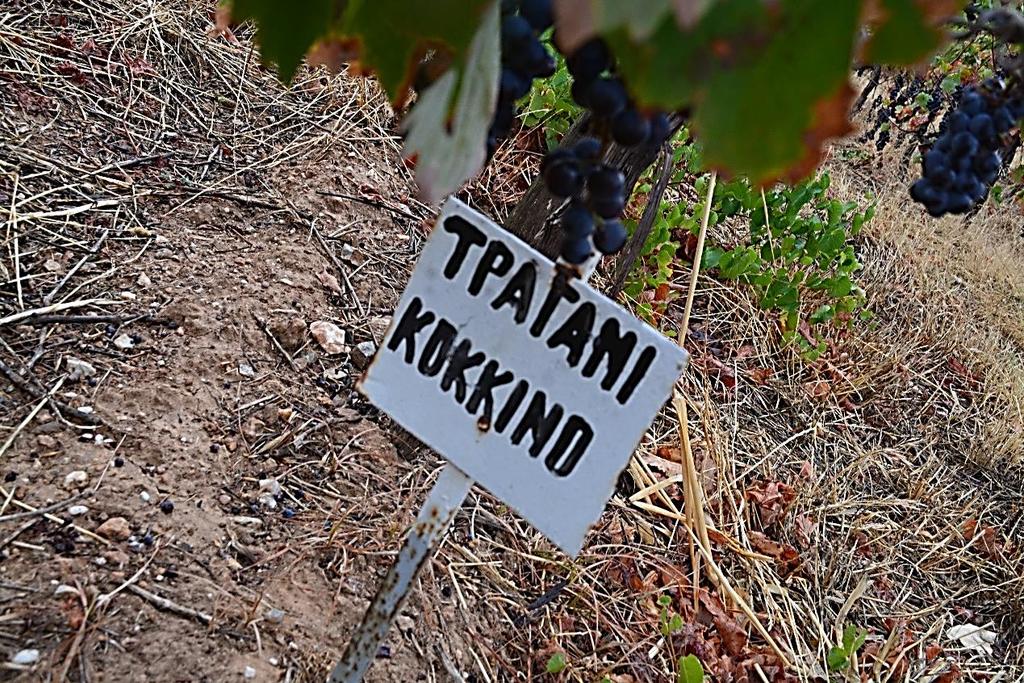 ΤΡΑΓΑΝΙ ΚΟΚΚΙΝΟ Εικόνα