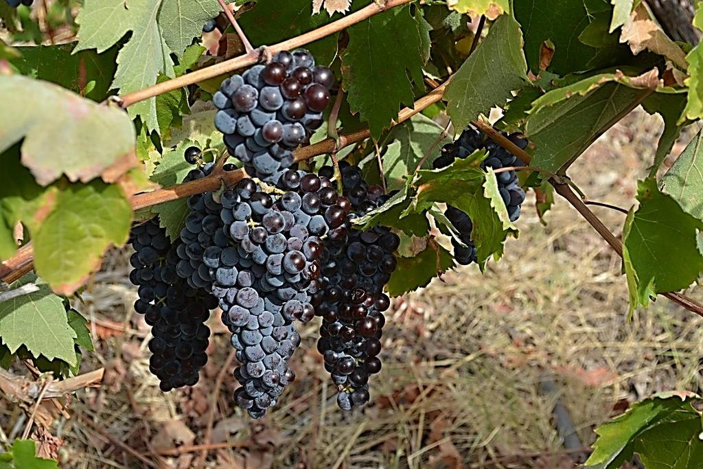 ΧΡΥΣΑΙΤΙΚΟ ΜΑΥΡΟ Εικόνα 127.