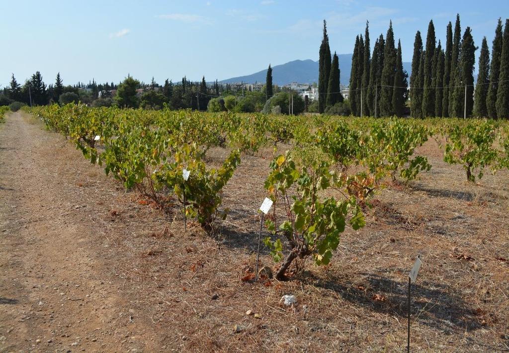 Αμπελογραφική Συλλογή Λυκόβρυσης και Κ. Συγγρού Αμαρουσίου Οι δύο αμπελογραφικές συλλογές ευρίσκονται στο ΒΔ τμήμα του Ν.
