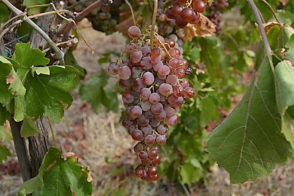 Εικόνα 17.